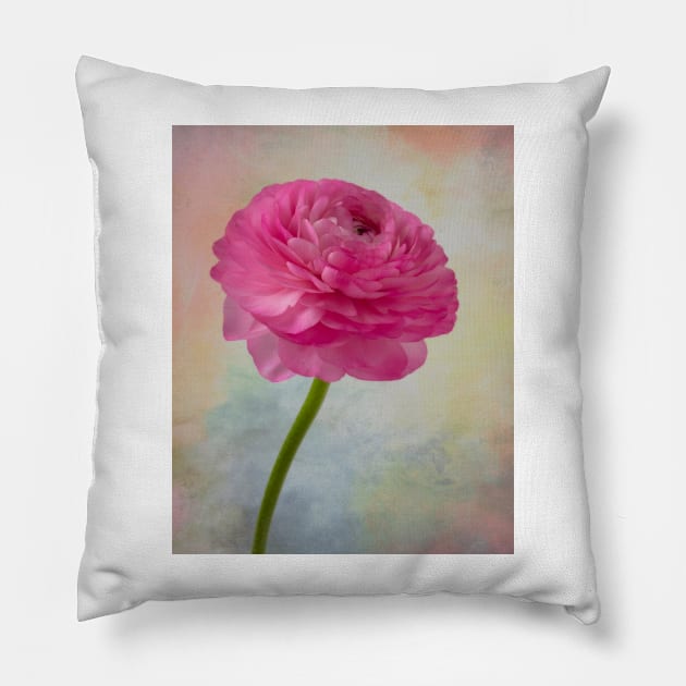 Soft pink Textured Ranunculus Pillow by photogarry