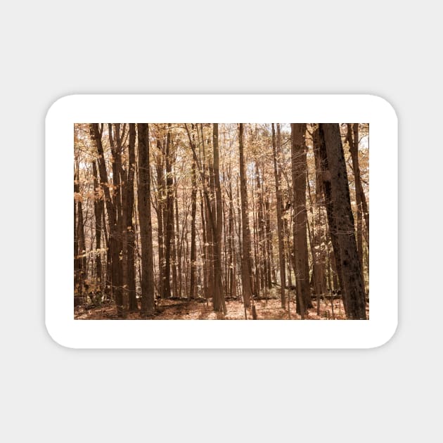 Autumn deep in forest scene on a trail in New England countryside, USA. Magnet by brians101