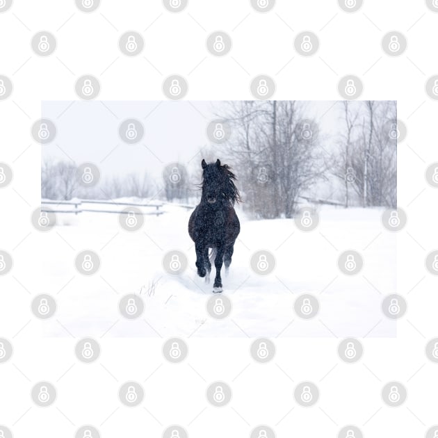 Dashing through the snow - Horse by Jim Cumming