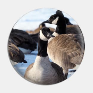 Canada Geese Standing In The Snow Pin