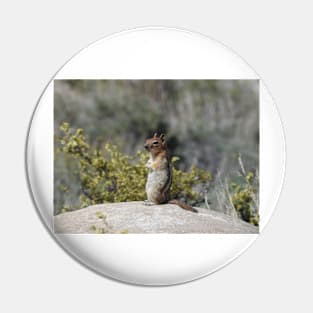 Chipmunk, wildlife, On the Lookout Pin