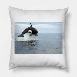 Killer whale hunting (C019/4452) Pillow