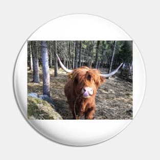 Scottish Highland Cattle Cow 2372 Pin