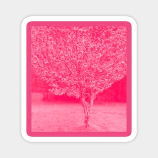Cherry Blossoms Japanese Cherry Tree Magnet