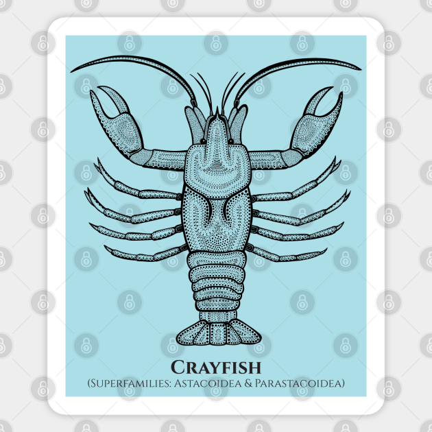 Crayfish with Common and Scientific Names - detailed animal design - Crawfish - Sticker | TeePublic Crayfish with Common and Scientific Names - detailed animal design - Crawfish - Sticker | TeePublic