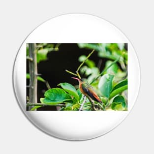 Elb hummingbird Pin