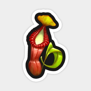 Carnivorous Plant Nepenthes Edwardsiana Botanical Pitcher Plant Magnet