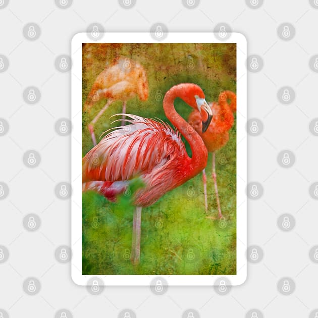 Flamingo. Philadelphia Zoo. Magnet by vadim19