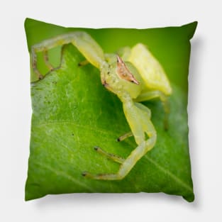 A masked crab spider (Thomisidae) waiting for a prey Pillow