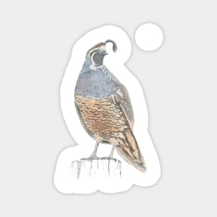 Quail Magnet