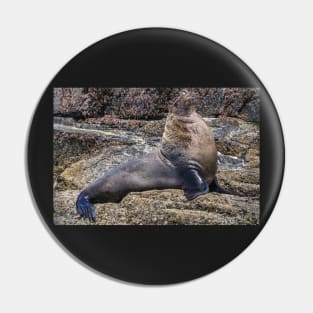 Australian Fur Seal 1 Pin