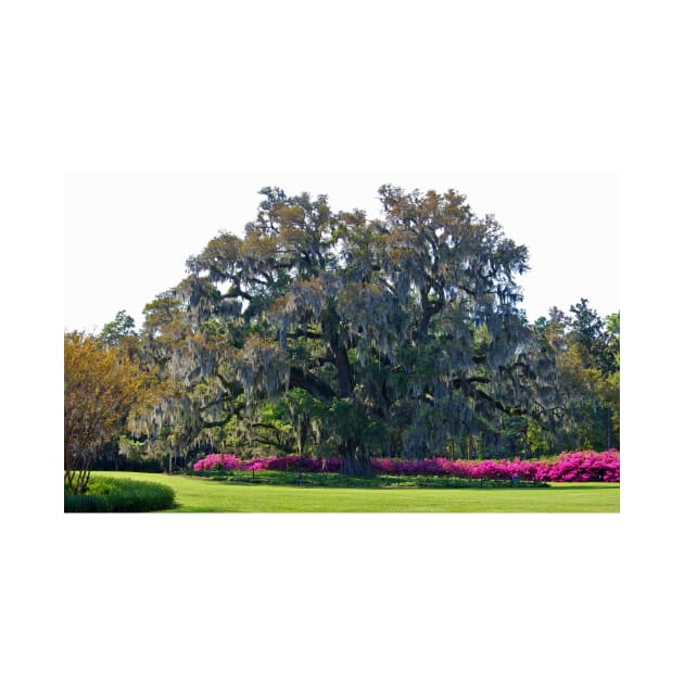 Airlie Oak In The Spring by Cynthia48