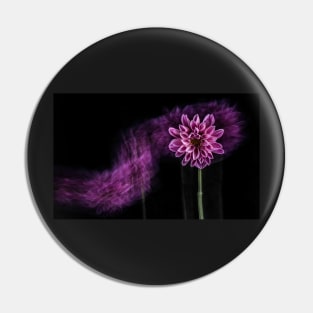 Pink Chrysanthemum Flower with Motion Blur and Black Background Pin