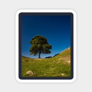 The Sycamore Gap Tree, Hadrian's Wall Magnet