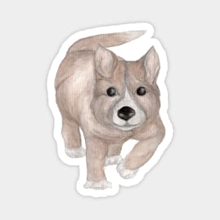Dingo Puppy Run Magnet