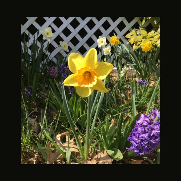 Yellow and Orange Daffodil With Friends by Amanda1775