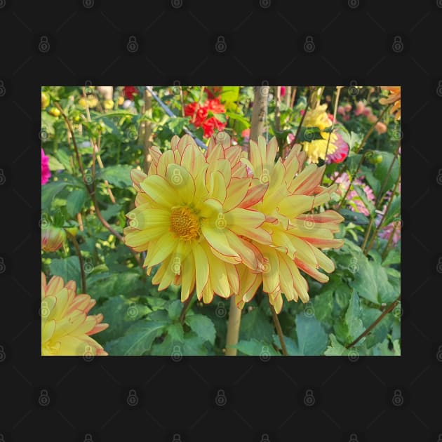 Yellow and Red Dahlias by claire-l-page