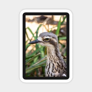 Close up of bush stone curlew bird. Magnet