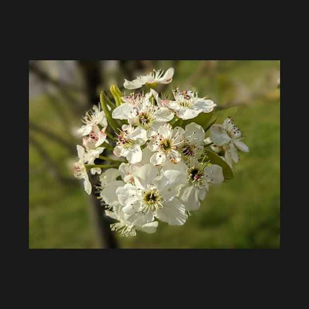 White Tree Flowers 4 by AustaArt