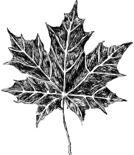 Maple Leaf Sketch Magnet