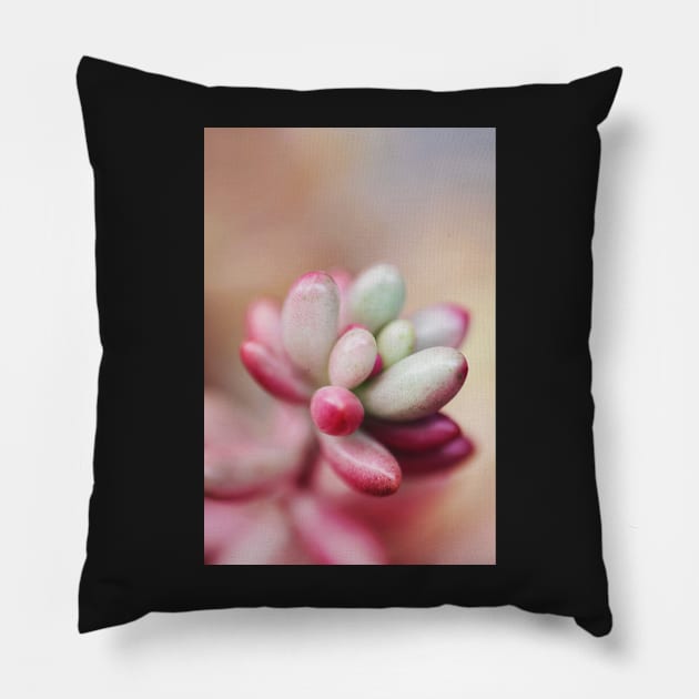 Sedum Aurora Pillow by karinelizabeth