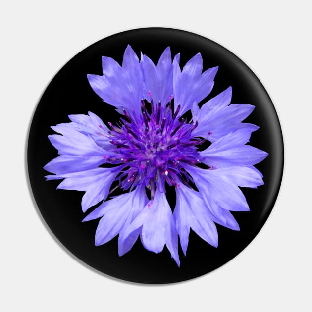 blue cornflower, flower, flowers, blossom, garden Pin by rh_naturestyles