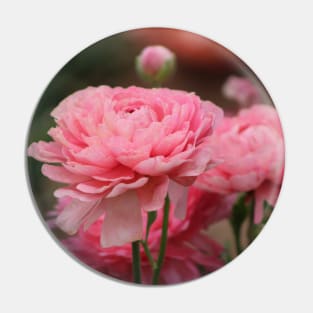 Peony Pink Ranunculus Closeup Pin