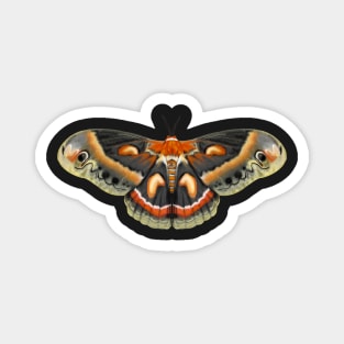 Cecropia Moth Magnet