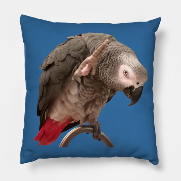 African Grey Parrot Funny Wave Pillow by Einstein Parrot