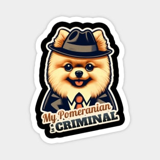 Pomeranian Criminal Magnet