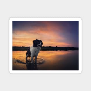 beautiful dog at sunset Magnet