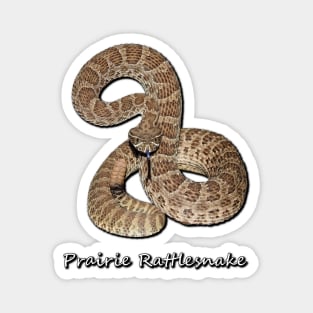 Prairie Rattlesnake Magnet
