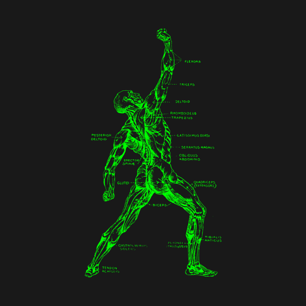 Muscular System - Anatomy - T-Shirt | TeePublic