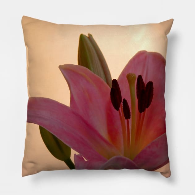 Lily on Orange, studio Pink  Flower close up Pillow by JonDelorme