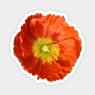 Orange Poppy Flower Magnet