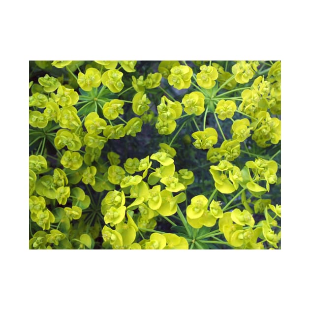 Yellow Spurge by pinkal