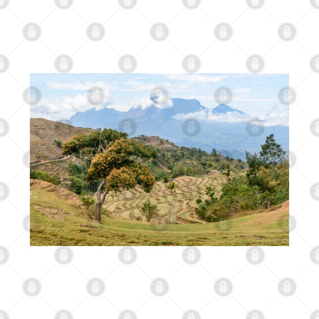 Timor Paddy Fields by fotoWerner