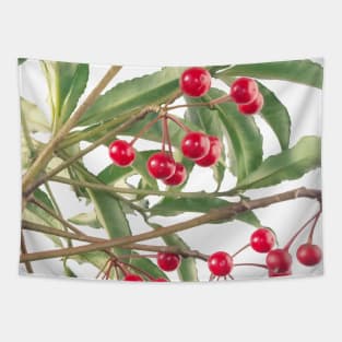 Christmas Berry Scarlet Ardisia Houseplant Vector Tapestry