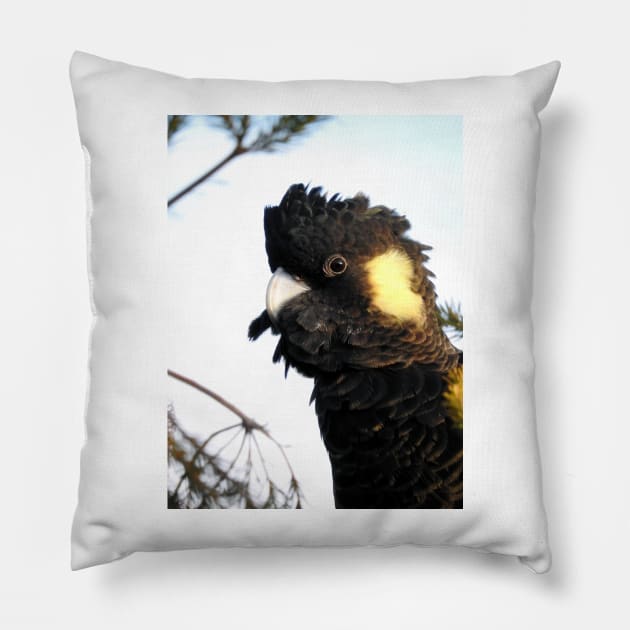 Yellow-tailed Black Cockatoo Pillow by kirstybush