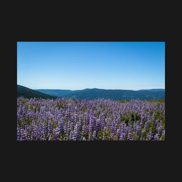 View of lupine and mountains by blossomcophoto