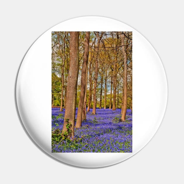 Bluebell Woods Greys Court Oxfordshire England Pin by AndyEvansPhotos