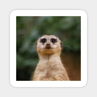 Meerkat 001 Magnet