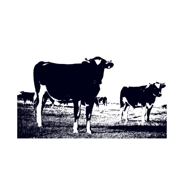 Black and white Friesian cows in field in Southland New Zealand. by brians101