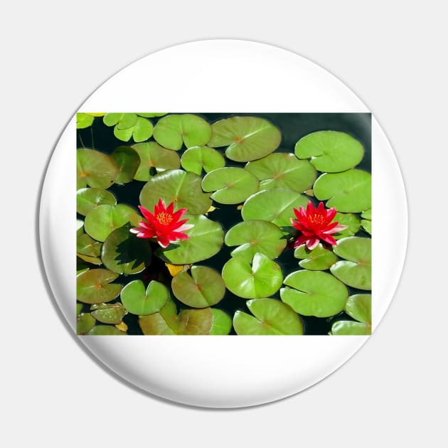 Floating pair of Red Water Lilly Flowers on Pond Pin by Scubagirlamy