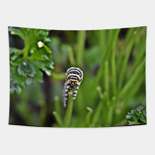 Swallowtail Caterpillar Tapestry by A Thousand Words Photography