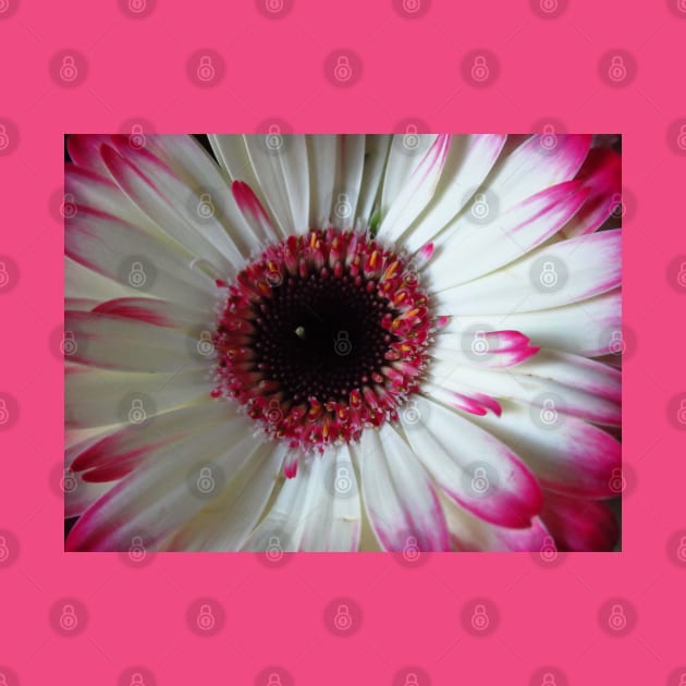 wonderful gerbera flower, pink,white by rh_naturestyles