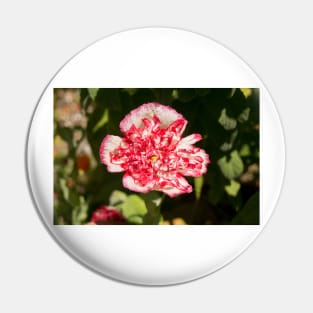 blb carnation rose Pin