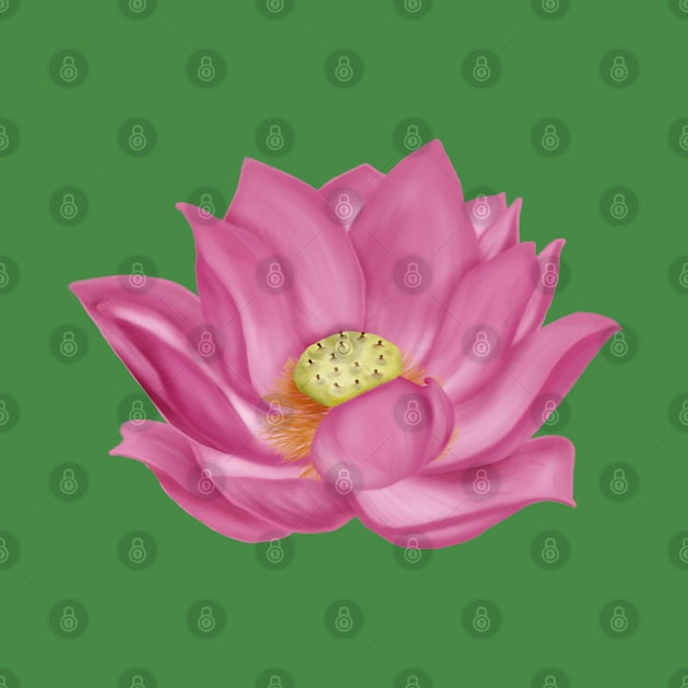 Pink Lotus Blossom Digital Art by H. R. Sinclair