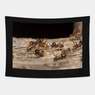 Unique and organic photo of a colony of conehead termites Tapestry