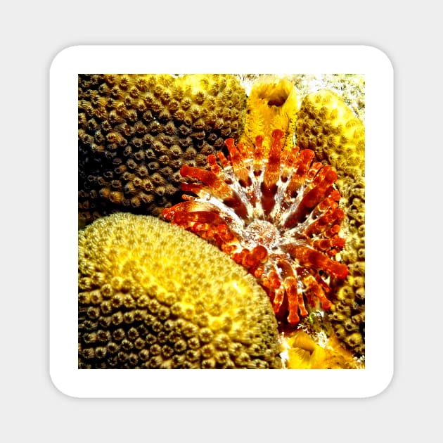 Rare Orange Tipped Corallimorph Anemone along the Coral Reef Magnet by Scubagirlamy